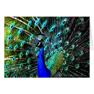 Batik 2 (tarjeta en blanco) del pavo real