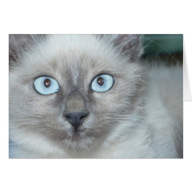 Batito lindo (Anverso (Horizontal))