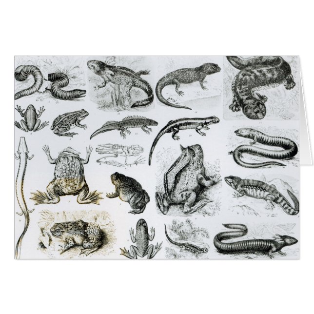 Batracios y otras anfibias (Anverso (Horizontal))