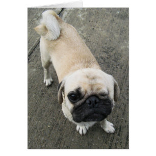 Bauwk... Perro Soi, Tailandia