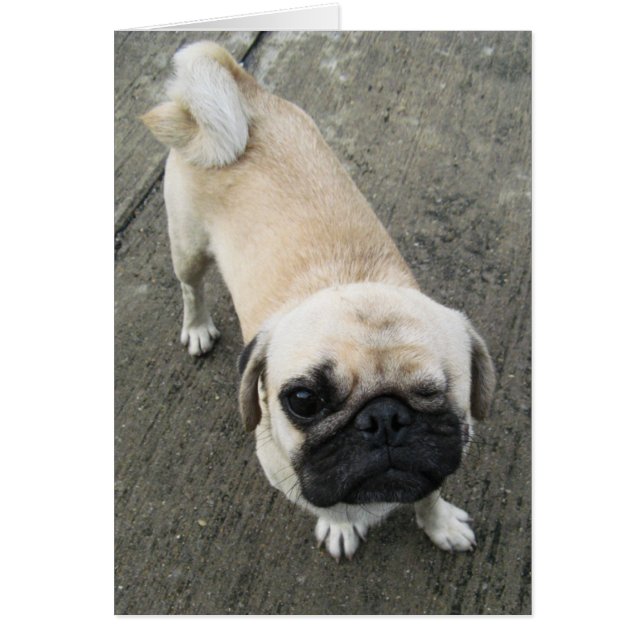 Bauwk... Tarjeta Soi Dog, Tailandia (Frente)