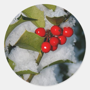 Bayas frescas en pegatinas de nieve