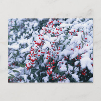Bayas nevadas del acebo - postales del día de
