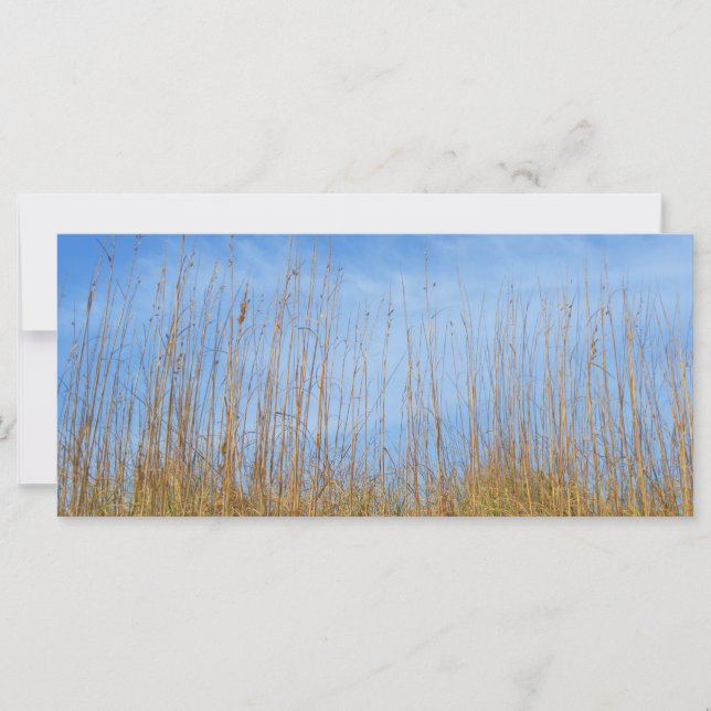 Beach Grass por Shirley Taylor (Anverso)