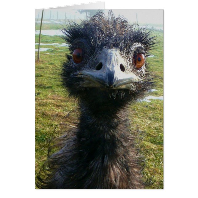 Beady Eyes EMU (Frente)