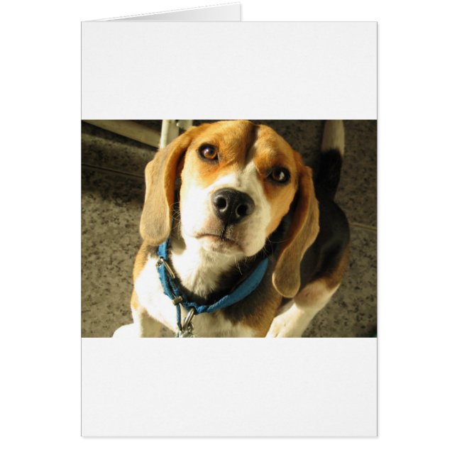 Beagle (Frente)
