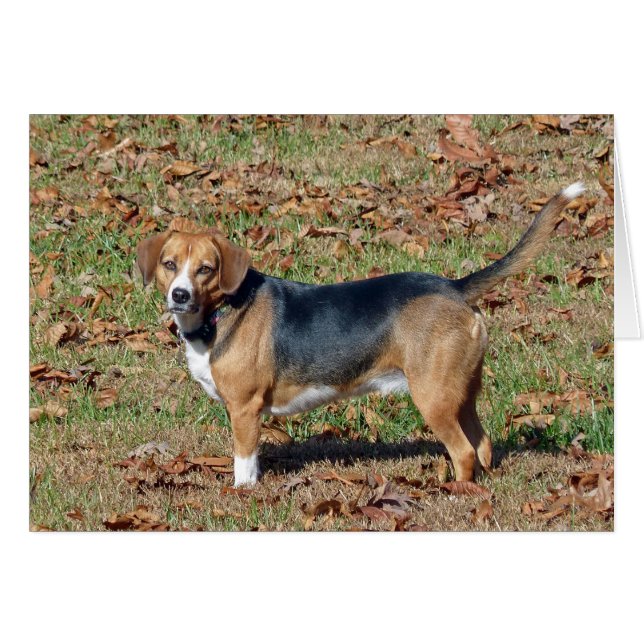 Beagle (Anverso (Horizontal))