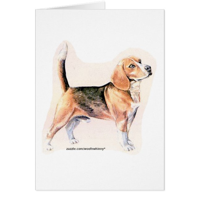 Beagle (Frente)