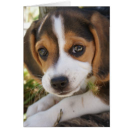 Beagle Baby Dog