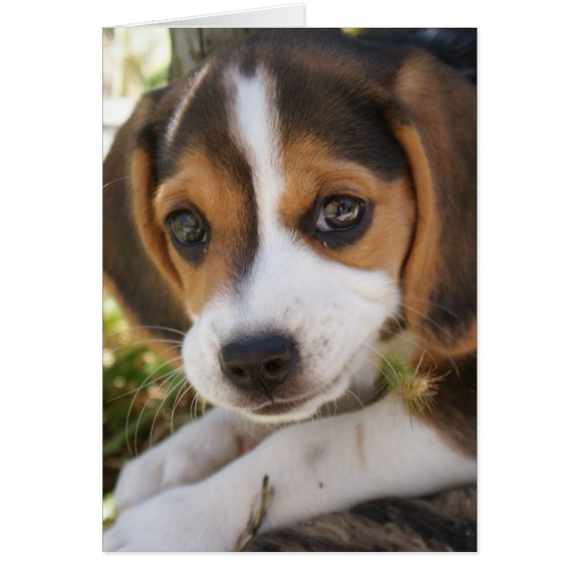 Beagle Baby Dog (Frente)
