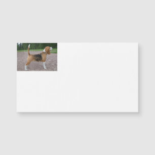 beagle completo 2.png