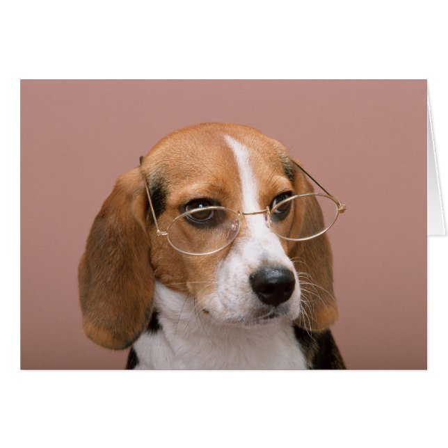 Beagle con gafas (Anverso (Horizontal))