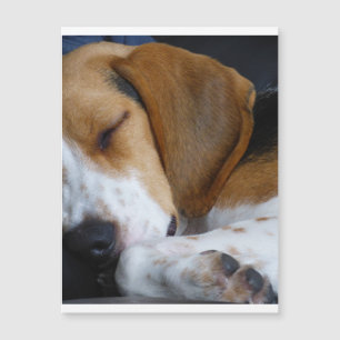 beagle durmiendo.png