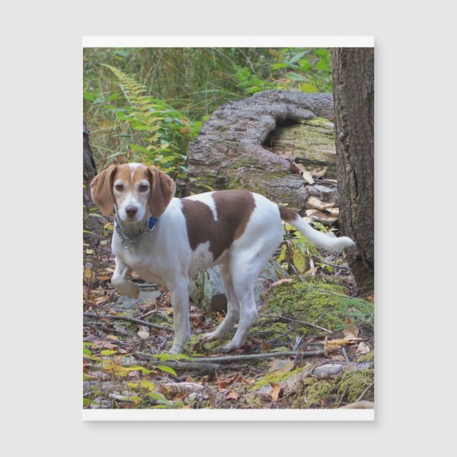 beagle en bosques.png (Anverso)