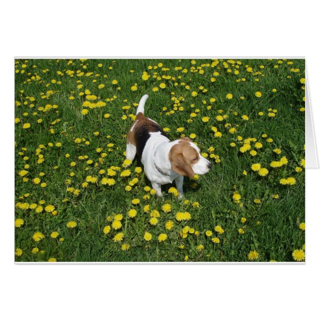 beagle en dandilions.png (Anverso (Horizontal))
