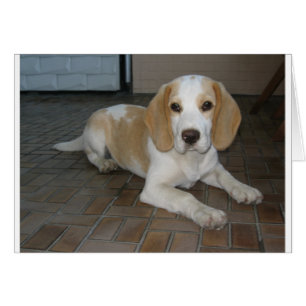 Beagle lay 2.png