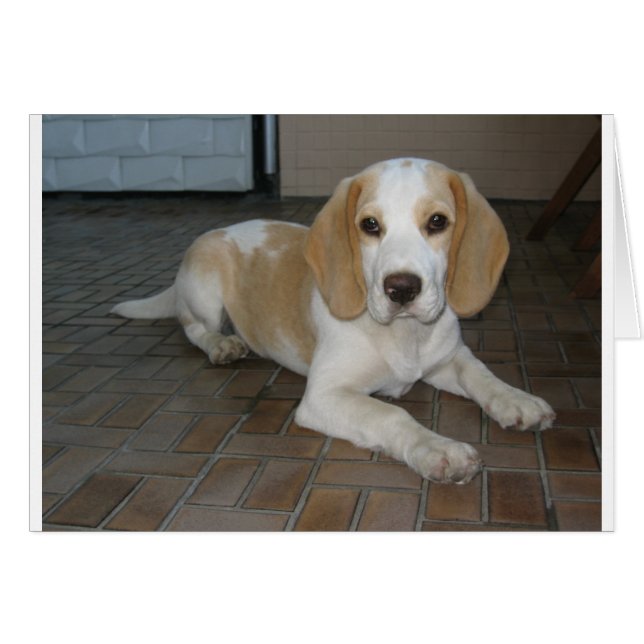 Beagle lay 2.png (Anverso (Horizontal))