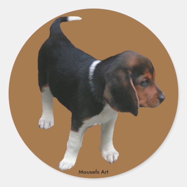Beagle Pegatina (Anverso)