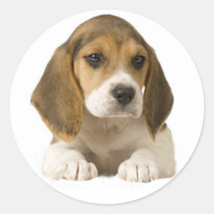 Beagle Pegatina