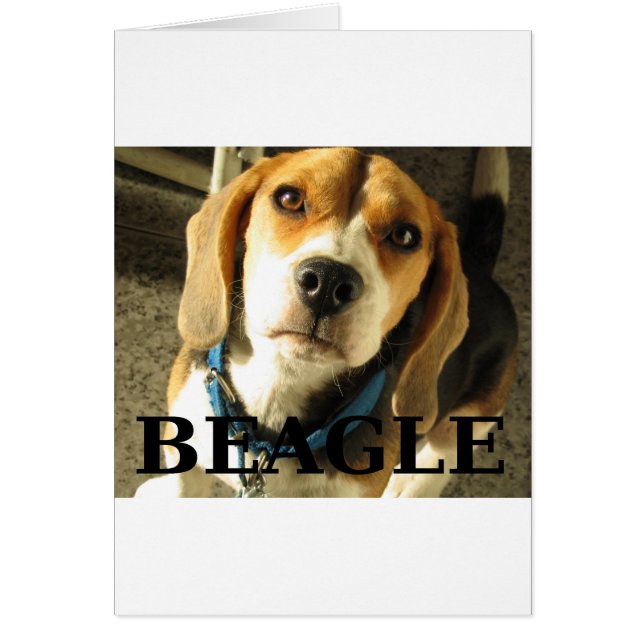 beagle pic w name (Frente)