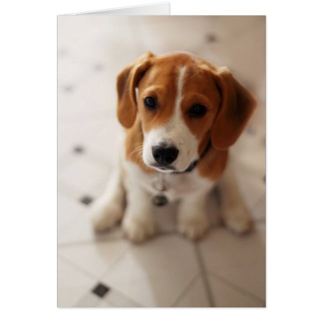 Beagle Puppy 2 (Frente)
