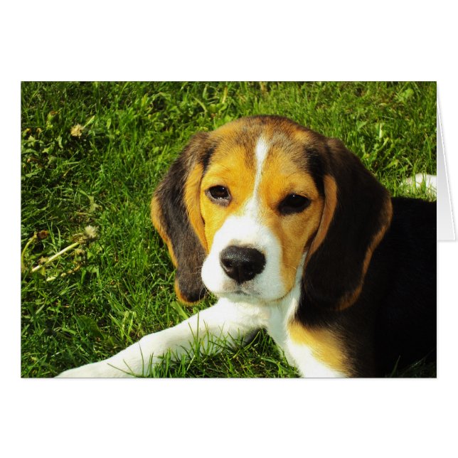 Beagle Puppy Card (Anverso (Horizontal))
