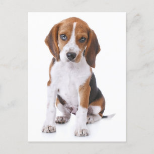 Beagle Puppy Dog Tarjeta de Correos de Saludo