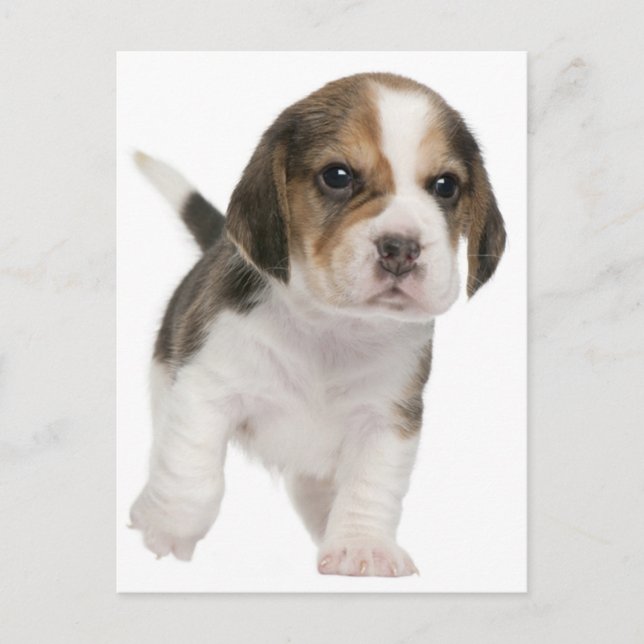 Beagle Puppy Dog Tarjeta de Correos de Saludo (Anverso)