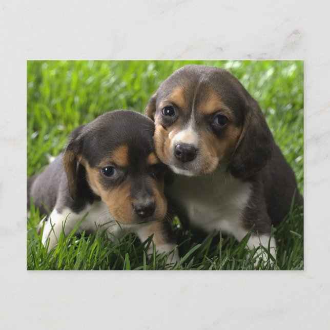 Beagle Puppy Dog Tarjeta de Correos de Saludo (Anverso)
