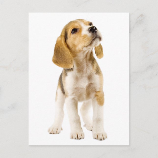 Beagle Puppy Dog Tarjeta de Correos de Saludo (Anverso)
