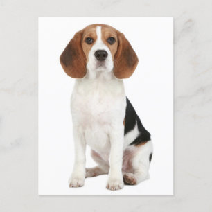 Beagle Puppy Dog Tarjeta de Correos de Saludo