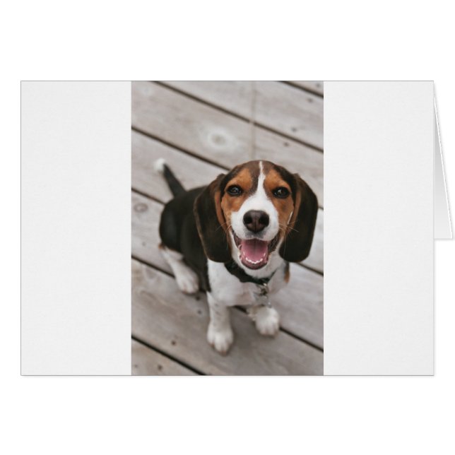 Beagle_puppy sentado.png (Anverso (Horizontal))
