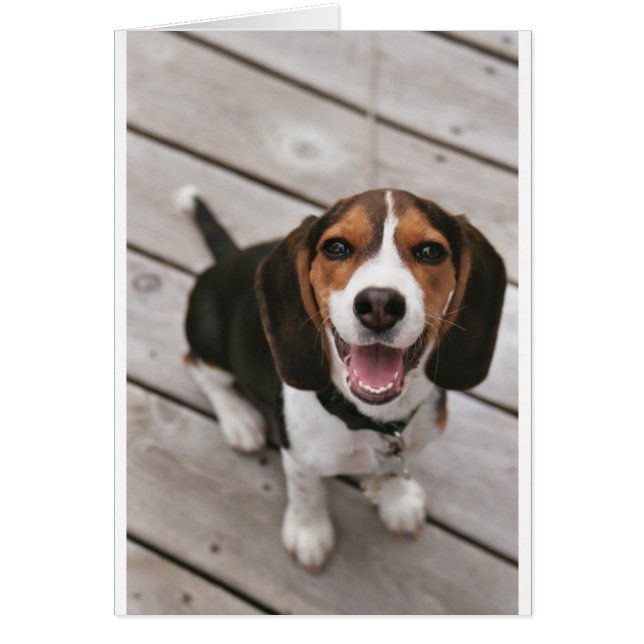 Beagle_puppy sentado.png (Frente)