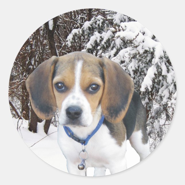Beagle Puppy Snowy Woods Pegatinas (Anverso)
