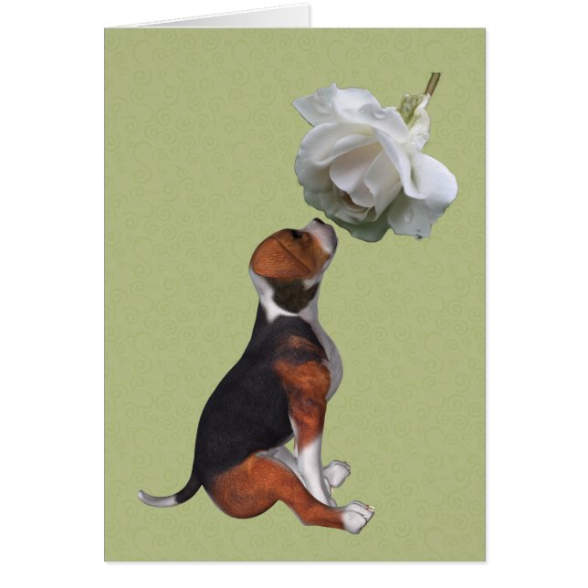 Beagle Puppy White Rose Animal Card (Frente)
