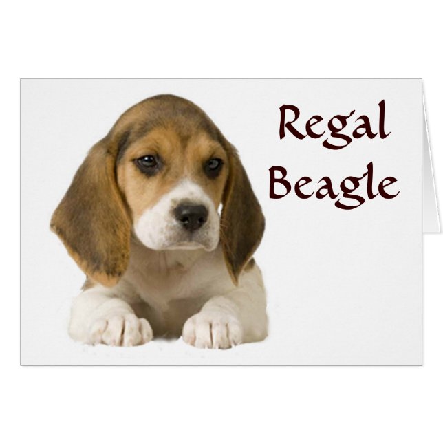 Beagle Regal Card (Anverso (Horizontal))