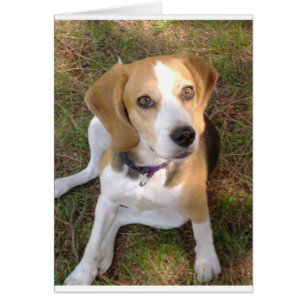 Beagle sentado 2.png