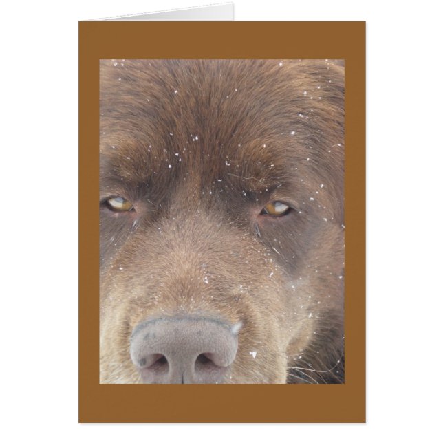 Bear de puentes (Frente)