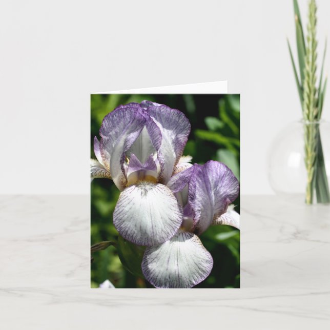 Bearded Iris Pair Flower Photography  (Anverso)