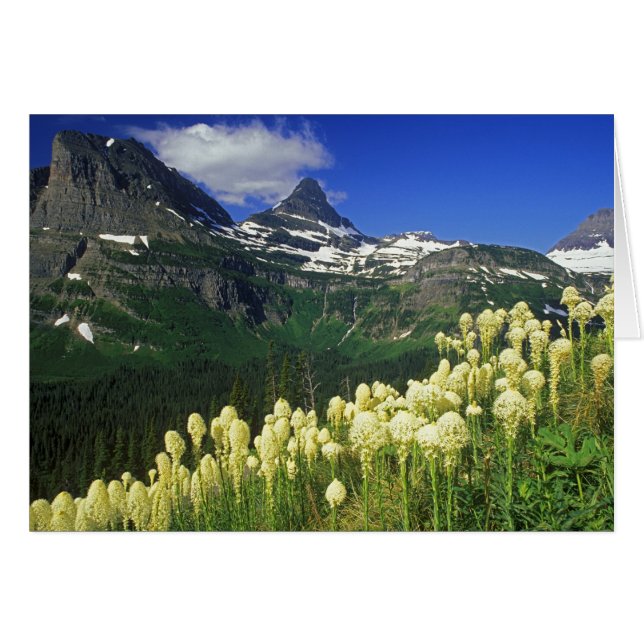 Beargrass en el paso Logan en el Parque Nacional G (Anverso (Horizontal))