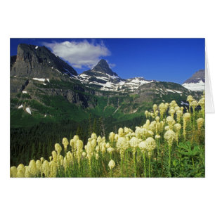 Beargrass en Logan Pass en Glacier National Park