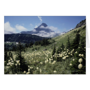 Beargrass (SP de la yuca.)