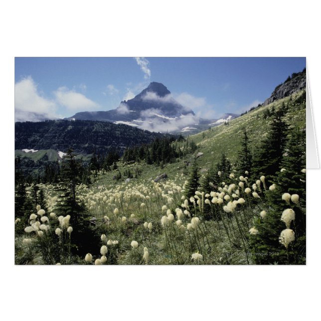 Beargrass (Yucca sp.) (Anverso (Horizontal))