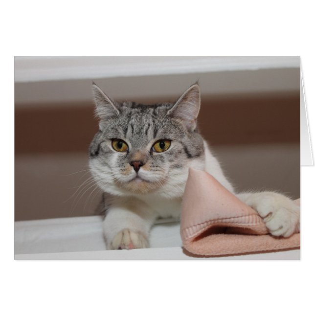 Beautiful British Shorthair Tomcat (Anverso (Horizontal))