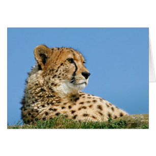 Beautiful Cheetah