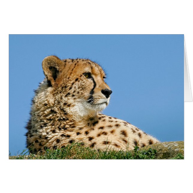 Beautiful Cheetah (Anverso (Horizontal))