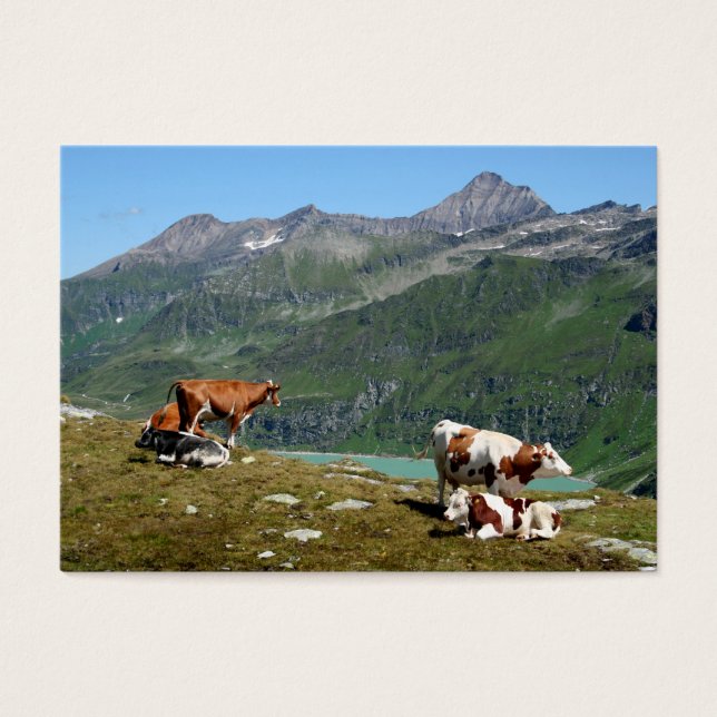 Beautiful Cows High Up In The Mountains (Frente)