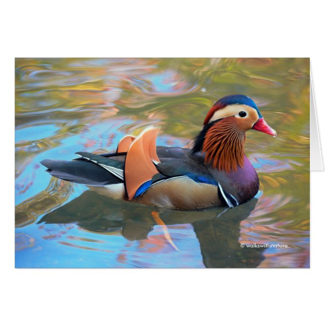 Beautiful Mandarin Duck in the Pond (Anverso (Horizontal))