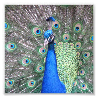 Beautiful Peacock foto