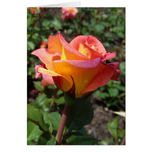 Beautiful Rose (Frente)